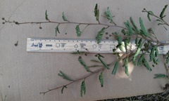 Mimosa tricephala tricephala