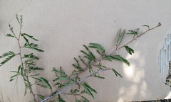 Mimosa tricephala tricephala