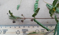 Mimosa tricephala tricephala