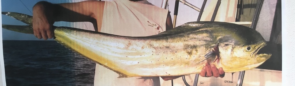 Photo of a Common Dolphinfish