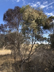 Eucalyptus leptophylla