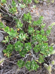 Munzothamnus blairii