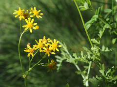 Cineraria lyratiformis