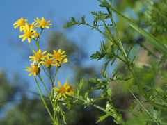 Cineraria lyratiformis