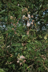 Mimosa tricephala tricephala