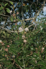 Mimosa tricephala tricephala