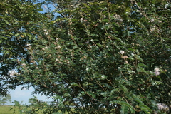 Mimosa tricephala tricephala