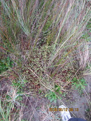 Muehlenbeckia complexa