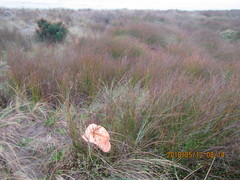 Muehlenbeckia complexa