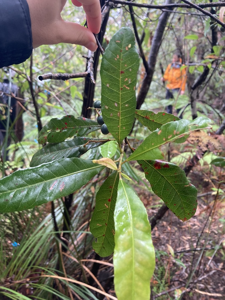 Blueberry ash from Chowder Bay / Gooree, Mosman, NSW, AU on February 8