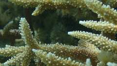 Acropora muricata