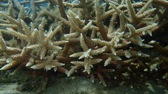 Acropora muricata