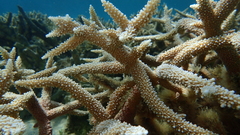 Acropora muricata