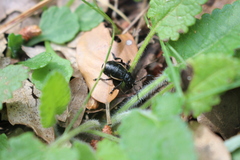 Arima marginata