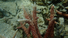 Acropora muricata