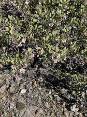 Arctostaphylos bakeri