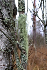 Usnea barbata