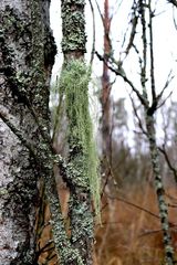 Usnea barbata