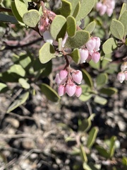 Arctostaphylos bakeri