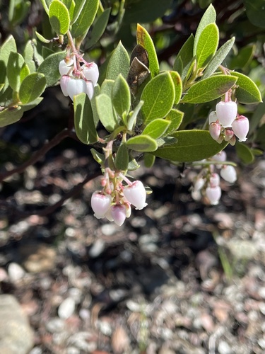Image of Arctostaphylos bakeri by (c) Roger Raiche, some rights reserved (CC BY)