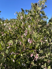 Arctostaphylos bakeri