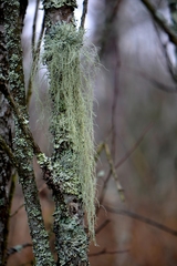 Usnea barbata