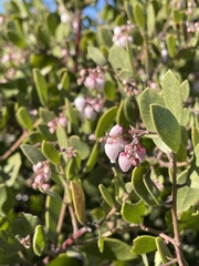 Arctostaphylos bakeri