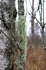 Usnea barbata