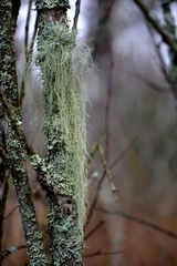 Usnea barbata