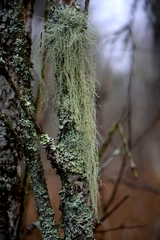 Usnea barbata