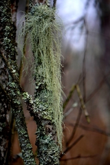 Usnea barbata