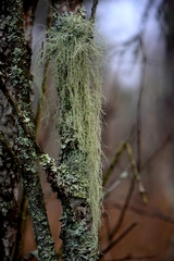 Usnea barbata