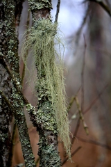 Usnea barbata