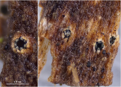 Odontotrema