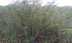 Calliandra rubescens