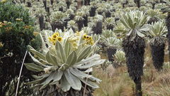 Espeletia pycnophylla