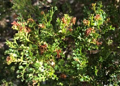 Dodonaea humilis