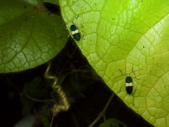 Paryphes