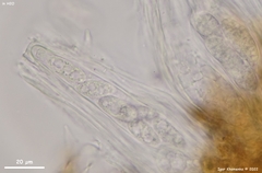 Odontotrema