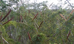 Calliandra rubescens