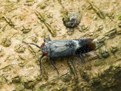 Lystra pulverulenta