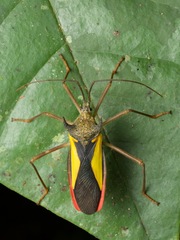 Euagona juno