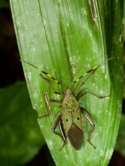 Molchina hopei