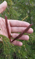 Calliandra rubescens