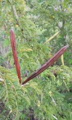Calliandra rubescens