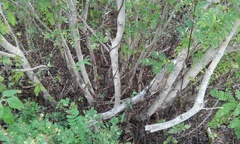 Calliandra rubescens