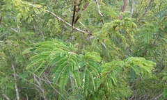 Calliandra rubescens