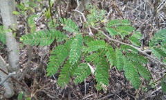 Calliandra rubescens