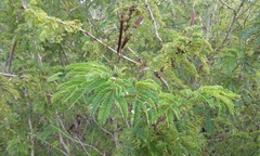 Calliandra rubescens