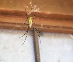 Trichonephila clavata